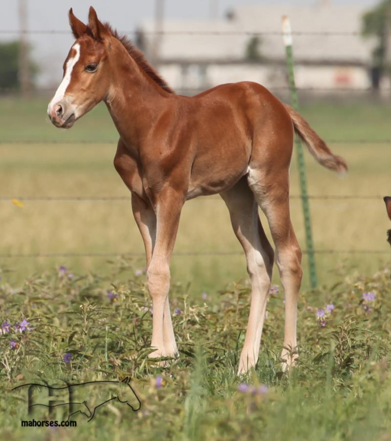 Catcha Ghost Flite's 2025 sorrel filly